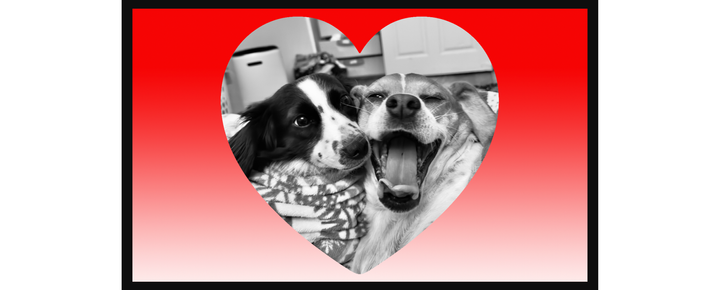 The Ultimate Guide to PALentine's Day: Celebrating with Your Furry Friends